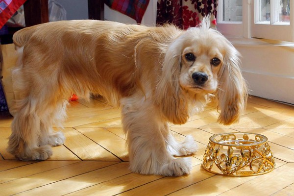 Este pequeño con plato de oro