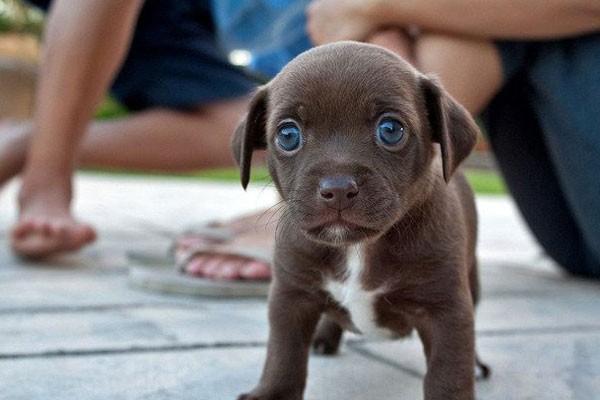Este pequeño perrito y su mirada
