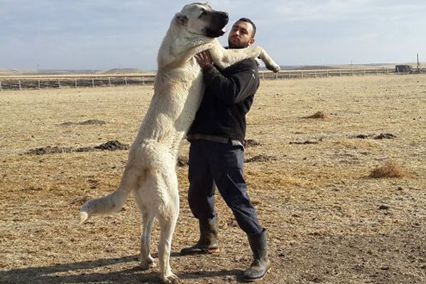 Este perro que es más grande que su dueño