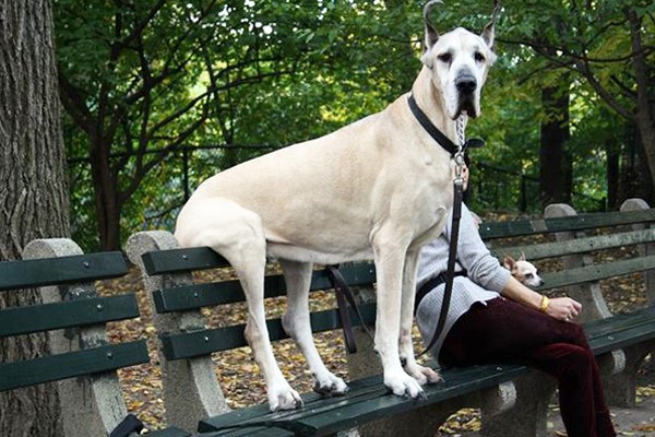 Este perro que no sabe sentarse en una silla de parque