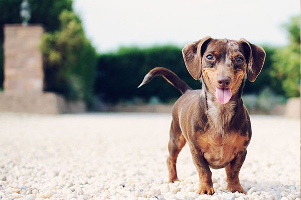 Este perro salchicha está muy feliz