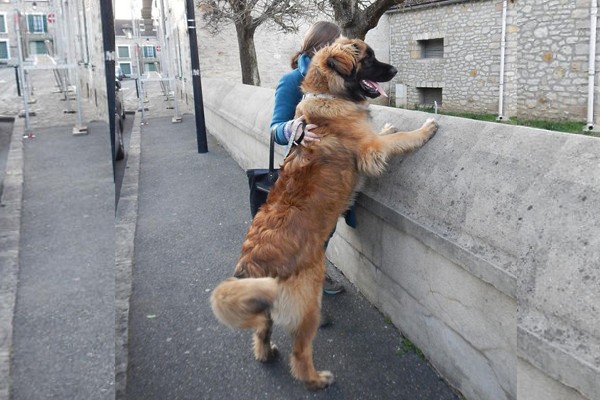 Este perro te hará sentir pequeño de estatura