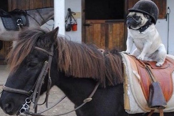 Este pug en sus momentos de equitación