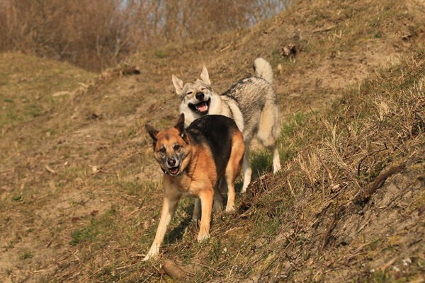 Estos perritos disfrutan las aventuras juntos