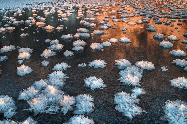 Hielo en forma de flores congeladas