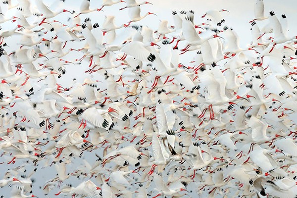 Ibis blanco americano