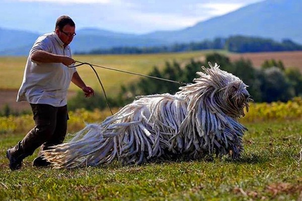Komodor es un perro gigante e inquieto