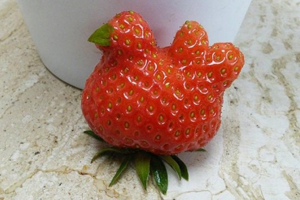 La gallina atrapada en la fresa