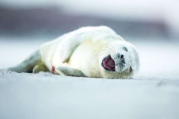 La sonriente foca blanca