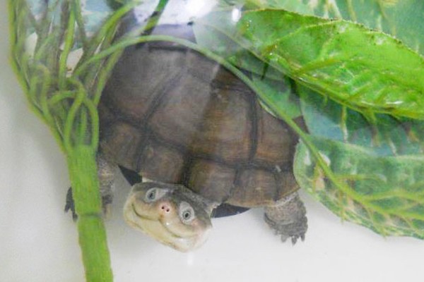 La tortuga más feliz del mundo