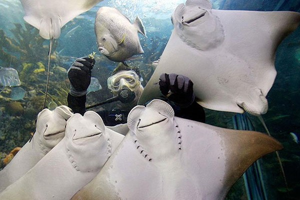 Las mantarrayas más felices del mundo