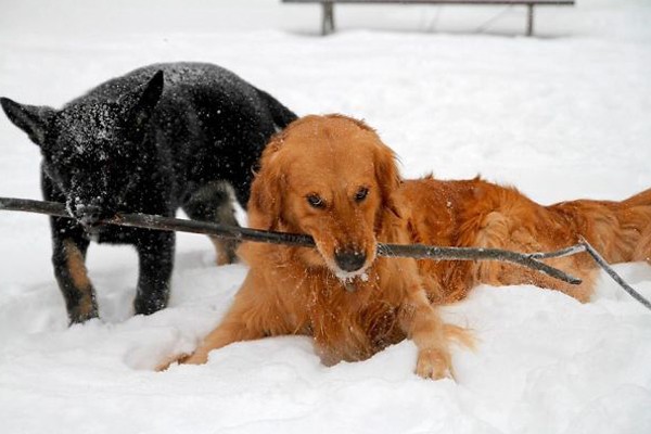 Les encanta jugar en la nieve