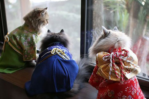 Los mejores amigos usan kimonos