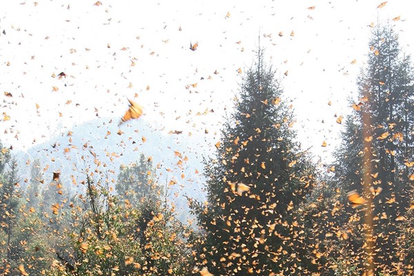 Mariposas en el bosque