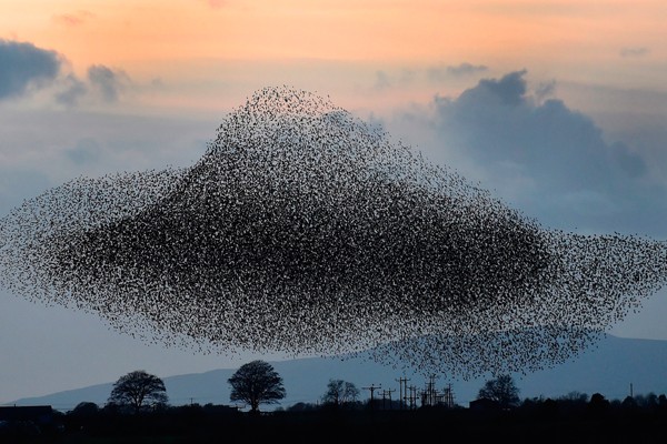 Nubes de aves negras