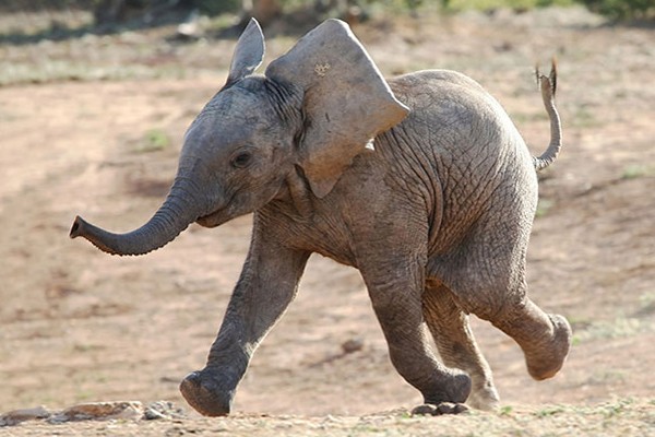 Para este elefante no hay nada mejor que jugar
