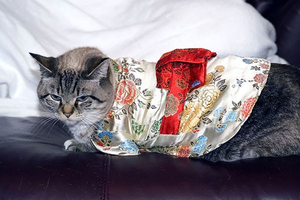 Parece que está muy cómodo con su kimono