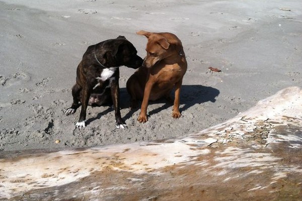 Pasean juntos por la playa