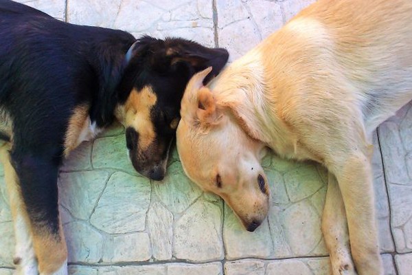 Raisin y Rocky siempre duermen juntos