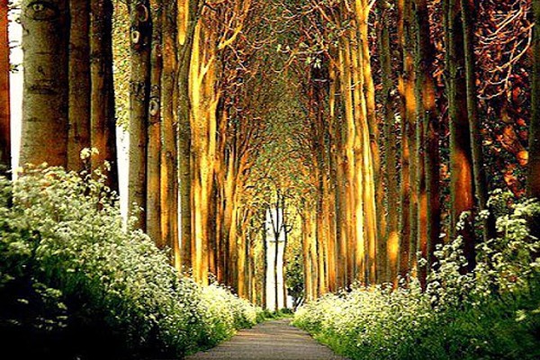 Túnel de árboles - Bélgica