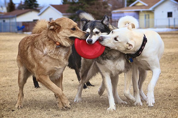 Tres mejores amigos jugando