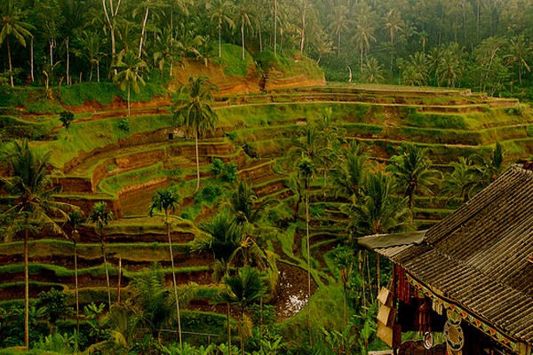 Terrazas de Ubud - Bali, Indonesia