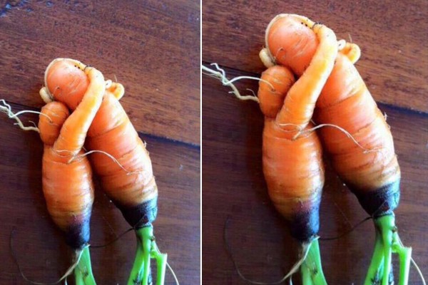 Un abrazo de zanahorias