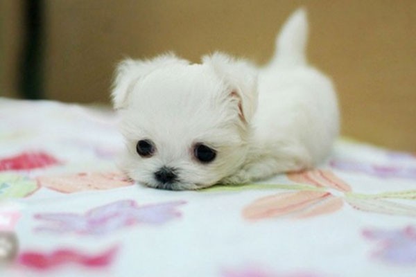 Un adorable cachorro blanco