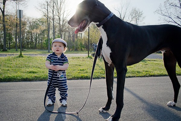 Un bebé pequeño y un perro gigante