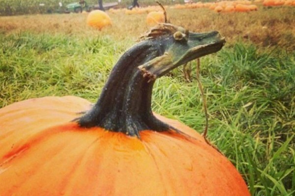 Un dragón en una calabaza