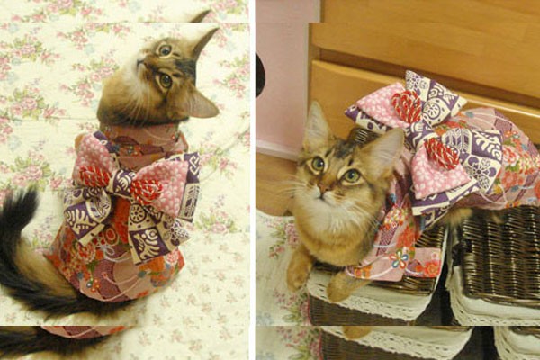 Un kimono de colores pastel para esta gatita