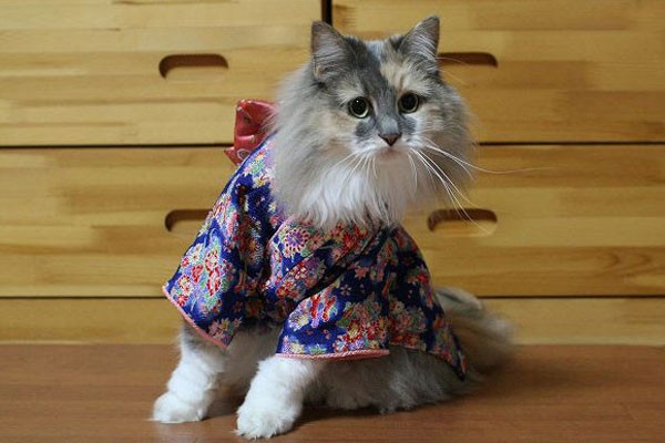 Un kimono para este peludito