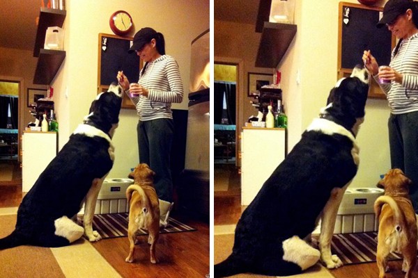 Un perro gigante que solo se sienta para comer