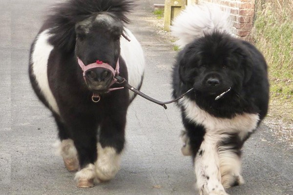 Un pony y un perro