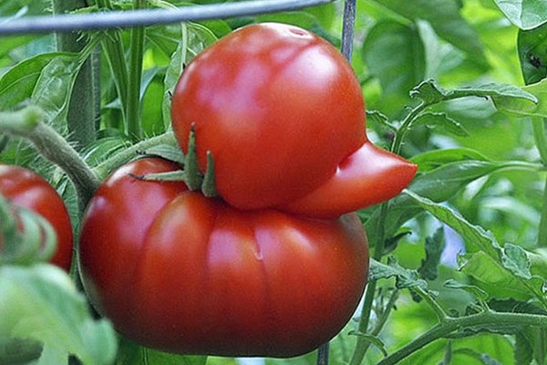 Un tomate pato