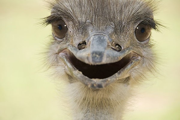 Una avestruz muy contenta