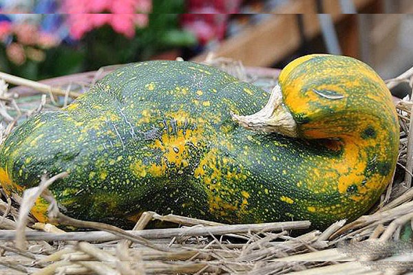 Una calabaza en forma de cisne