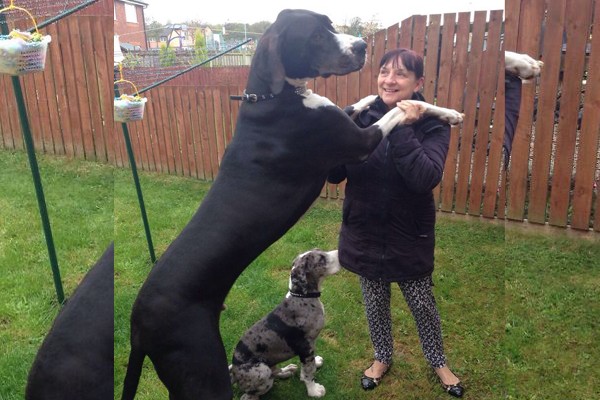 Una comparación de un perro normal y uno gigante