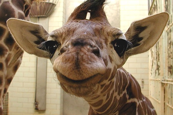Una jirafa muy contenta