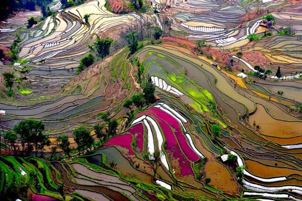 Terrazas de Yunnan - China