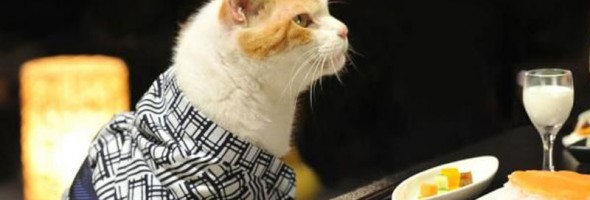 18 adorables fotos de gatos vestidos con kimonos