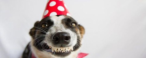 20 fotos de los animales más sonrientes del mundo