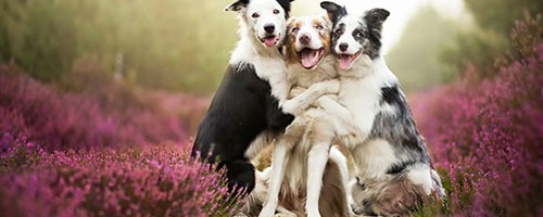 Adorables fotos de parejas de perros que son mejores amigos