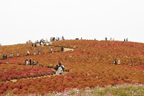 Jardín que cambia de color - Japón