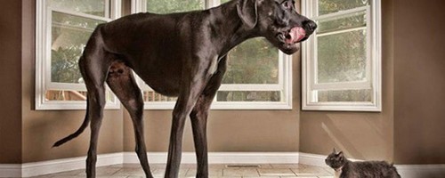 24 adorables fotos de perros gigantes