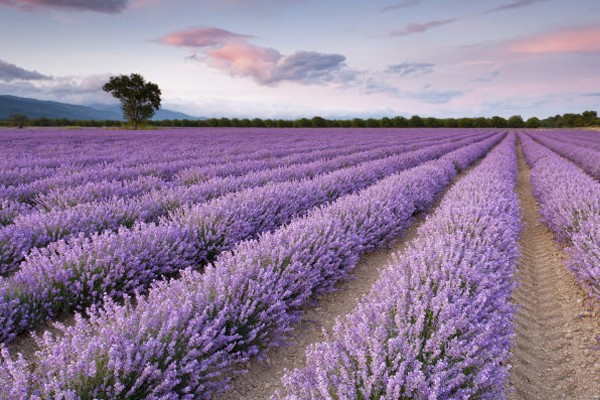 Campos de lavanda en Provenza - Francia