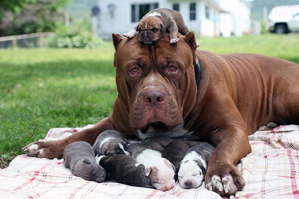 El mejor papá del mundo y sus bebés