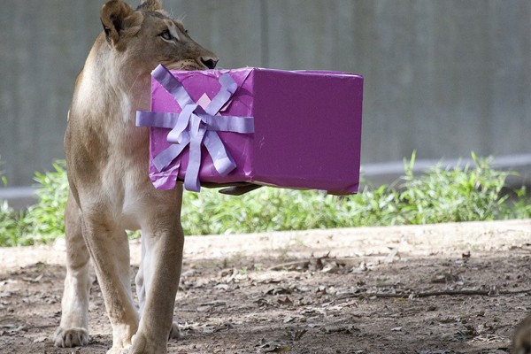 Esta leona con su regalo