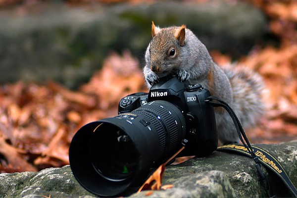 Esta pequeña ardilla fotógrafa