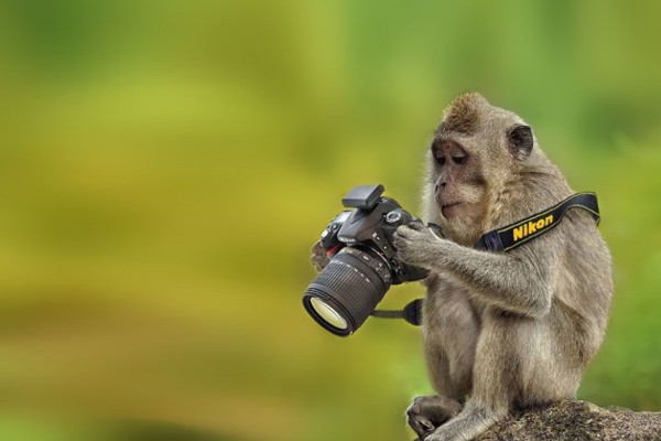 Este mono analizando las fotos